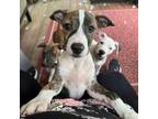 Adopt Roony a White - with Tan, Yellow or Fawn Australian Cattle Dog / Pit Bull