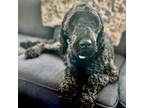 Adopt Cookie the Doodle a Black Poodle (Standard) / Golden Retriever / Mixed dog