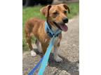 Adopt Taco a Dachshund / Terrier (Unknown Type, Small) / Mixed dog in New