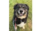 Adopt Lucky a Black Alaskan Malamute / German Shepherd Dog / Mixed dog in