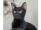 Adopt Pedro Meowscal a All Black Domestic Shorthair (short coat) cat in Provo