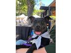 Adopt LITTLE SAMMIE a Black Labrador Retriever / Pit Bull Terrier dog in Bend