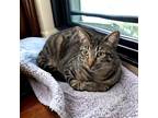 Adopt Hawkeye a Brown Tabby Domestic Shorthair (short coat) cat in Dallas