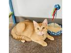 Adopt George a Orange or Red Domestic Shorthair / Mixed cat in Huntsville