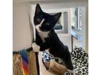 Adopt Yoan a All Black Domestic Shorthair / Mixed cat in Kanab, UT (38848159)