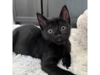 Adopt Wagner a All Black Domestic Shorthair / Mixed cat in Los Angeles