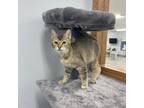 Adopt Violet a Gray or Blue Domestic Shorthair / Mixed cat in Crookston