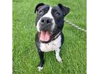 Adopt Danish a Black Mixed Breed (Large) / Mixed dog in Ballston Spa