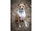 Adopt AC - Nova a White Catahoula Leopard Dog / Pit Bull Terrier dog in