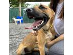 Adopt Jinkies a Tan/Yellow/Fawn Shepherd (Unknown Type) / Mixed Breed (Large) /