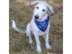 Adopt Glacier a White - with Tan, Yellow or Fawn Great Pyrenees / Mixed dog in