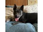 Adopt Elvie a Black Pit Bull Terrier / Mixed dog in Austin, TX (38986511)