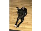 Adopt Ford a Black Mixed Breed (Medium) dog in New York, NY (38961723)