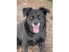 Adopt Lylah a Labrador Retriever / Mixed Breed (Medium) / Mixed dog in Gillette