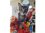 Adopt Moon Mist a Domestic Shorthair / Mixed (short coat) cat in Fort Lupton