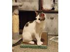 Adopt Yang (Bonded with Ying) a White (Mostly) Domestic Shorthair cat in
