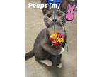 Adopt Peeps a Gray or Blue (Mostly) Domestic Shorthair (short coat) cat in