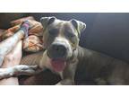 Adopt Rupert a Tan/Yellow/Fawn - with White American Staffordshire Terrier dog