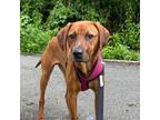 Adopt Corky a Redbone Coonhound / Mixed dog in Staten Island, NY (38730216)
