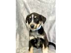 Adopt Jugs a Black - with Brown, Red, Golden, Orange or Chestnut Blue Heeler dog