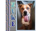Adopt Zuke a American Pit Bull Terrier / Husky / Mixed dog in Mena