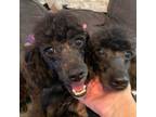 Adopt Estelle a Black Poodle (Standard) / Mixed dog in Houston, TX (38919602)