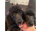Adopt Jewels a Black Poodle (Standard) / Mixed dog in Houston, TX (38919601)