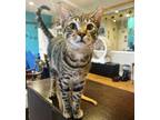 Adopt Yellow George a Brown Tabby Domestic Shorthair (short coat) cat in St.