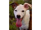Adopt Kathrine a Whippet / Mixed Breed (Medium) / Mixed dog in Fort Myers