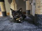 Adopt Gimli a All Black Domestic Shorthair / Mixed (short coat) cat in St.