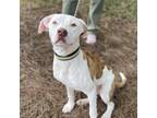 Adopt Sushi a White - with Tan, Yellow or Fawn Pit Bull Terrier / Mixed dog in