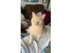 Adopt Thor a Tan or Fawn Tabby American Shorthair / Mixed cat in Wixom