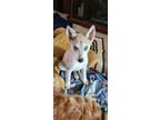 Adopt Porthos a Pomeranian / Husky dog in Cherry Hill, NJ (38918106)