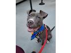 Adopt Special a Gray/Silver/Salt & Pepper - with White Pit Bull Terrier / Mixed