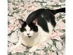 Adopt Bowie a Domestic Shorthair (short coat) cat in Colmar, PA (38959161)