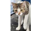 Adopt Stem (Petal X-tra 2) a Domestic Shorthair / Mixed (short coat) cat in