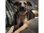 Adopt Neffi a Black Shepherd (Unknown Type) / Labrador Retriever / Mixed dog in