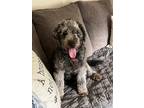 Adopt Rose NKA Ember a Gray/Silver/Salt & Pepper - with White Poodle (Standard)