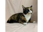 Adopt Madam a Calico or Dilute Calico Domestic Shorthair / Mixed cat in