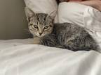 Adopt Parsnip a Gray, Blue or Silver Tabby Domestic Shorthair cat in New York