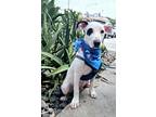 Adopt Max a White - with Black Dalmatian / Labrador Retriever / Mixed dog in