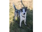 Adopt Blue a Border Collie / Australian Cattle Dog / Mixed dog in Prairie du