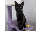 Adopt Harmonica a All Black Domestic Shorthair / Mixed cat in Austin