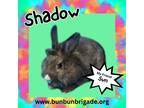 Adopt Shadow a Lionhead / Mixed (short coat) rabbit in Elizabethtown