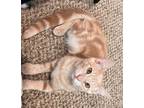 Adopt Robert V Myers a Tan or Fawn Tabby Domestic Shorthair (short coat) cat in