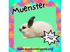 Adopt Muenster LOUISVILLE a Lionhead / Mixed (short coat) rabbit in