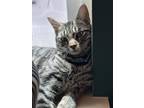 Adopt Phoebe a Brown Tabby Domestic Shorthair (short coat) cat in Lebanon