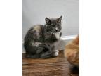 Adopt Hermione (must be adopted with Ron) a Domestic Longhair (long coat) cat in