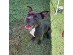 Adopt Hayden a Brindle Mixed Breed (Medium) / Mixed dog in Columbus