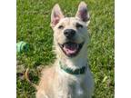 Adopt Sir Frosty a Tan/Yellow/Fawn Mixed Breed (Medium) / Mixed dog in East